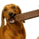 لماذا لا يمكن إعطاء الكلاب الشوكولاته؟
