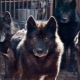 Gos i llop creuat: característiques i tipus