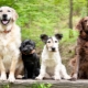 سلالات الكلاب: الوصف والاختيار