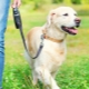 Dog Roulette Leash: jak si vybrat a používat?