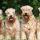 Wheaten Terrier: وصف السلالة والمحتوى