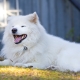 Fluffy Dogs: Breed Overview