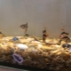 Черупки в аквариум: ползи, вреди и препоръки за употреба