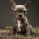 Tamaños de bulldogs franceses según la edad y cómo ajustarlos