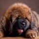Tibetische Mastiffgrößen nach Monaten: Gewicht und Größe