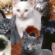 مجموعة متنوعة من سلالات القطط