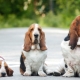 Разнообразие от породи кучета с дълги уши