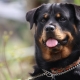Rottweiler: ciri baka dan peraturan penyelenggaraan
