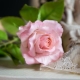 Rosas de porcelana fría: características de fabricación