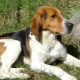 Russian hound dog: description and rules of keeping
