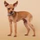 Rote Toy Terrier: Beschreibung, Vor- und Nachteile, Inhaltsregeln
