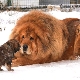 สุนัขพันธุ์หนึ่งทิเบตที่ใหญ่ที่สุด