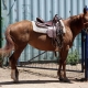 Silla de montar para un caballo: ¿cómo elegir y usar?