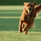 Rahsia Pasukan Aport Latihan Anjing