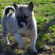 Puppies husky in 1-2 months: characteristics, nutrition, walks and training