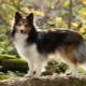 Sheltie: описание на кучетата, цветови вариации и характеристики на съдържанието