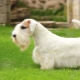 Sealyham Terrier: alles, was Sie über die Rasse wissen müssen