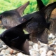 Pesce angelo nero: come appaiono i pesci e come prendersi cura di loro?