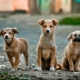 Sokakta ve evde kaç köpek yaşıyor?
