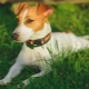 Cât timp trăiește Jack Russell Terriers și de ce depinde?