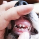 تغيير أسنان الحليب في الكلاب: حدود العمر والمشكلات المحتملة