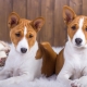 Hundar som inte bleknar: de bästa raserna och nyanserna att ta hand om dem