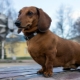 Hundar med korta ben: beskrivning av raserna och nyanserna av grooming