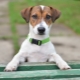 Danh sách biệt danh của Jack Russell Terrier