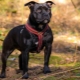 Staffordshire Bull Terrier: mô tả giống, sắc thái chăm sóc