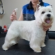 Zrážka na West Highland White Terrier: požiadavky a typy