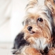 Srážky Yorkshire Terrier: typy a pravidla výběru