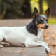 Toy Fox Terrier: Tipy pro popis a péči