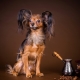 Toy Terrier: descripción de la raza, educación y entrenamiento, contenido