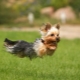 Jemnosti tréninku Yorkshire Terrier