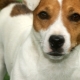 Jack Russell Terrier obrezivanje i njegovanje
