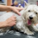 Hundklippning: vad är det och hur utförs proceduren?