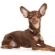 Los oídos del toy terrier: producción y cuidado