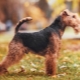 Welsh terrier: mô tả, nội dung và đào tạo
