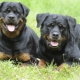 Peso y altura de Rottweiler: los principales parámetros de la raza
