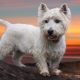 West Highland White Terrier: Alles über die Hunderasse