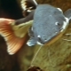 Tipi di pesce gatto dell'acquario