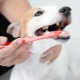 Видове и препоръки за избор на четки за зъби за кучета