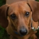 الكلاب ذات الأذنين: مراجعة السلالات والفروق الدقيقة في المحتوى