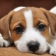 Elternschaft und Training Jack Russell Terrier