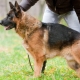 Erziehung und Ausbildung eines Deutschen Schäferhundes