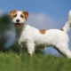 Alles, was Sie über den Jack Russell Terrier wissen müssen