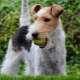 Todo lo que necesitas saber sobre Wire Fox Terriers