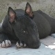 Black Bull Terriers Hakkında Her Şey