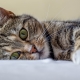 Alles over katten: beschrijving, soorten en inhoud