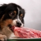 Tout sur les aliments naturels pour chiens